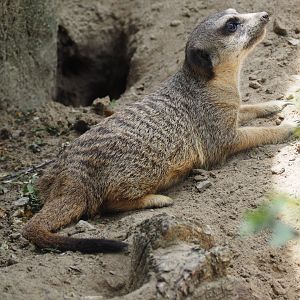 Meerkat