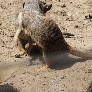 Meerkats (play?)fighting