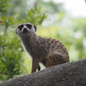 Meerkat