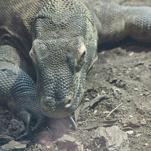 Komodo dragon