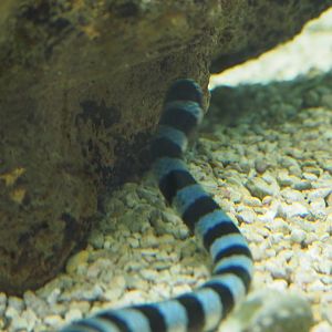 Yellow-lipped sea krait