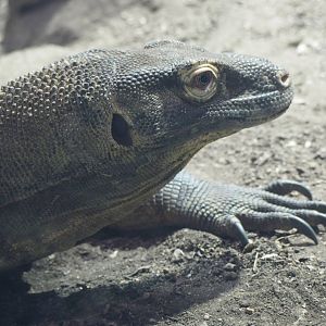 Komodo dragon