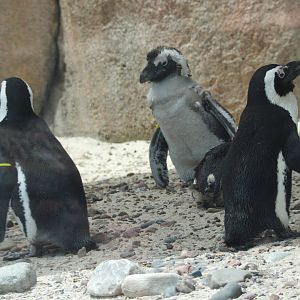 African penguins