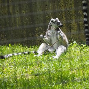 Ring-tailed lemur