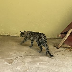 Margay (Leopardus wiedii)
