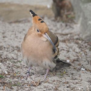 Eurasian hoopoe (Upupa epops), 2022-03-16
