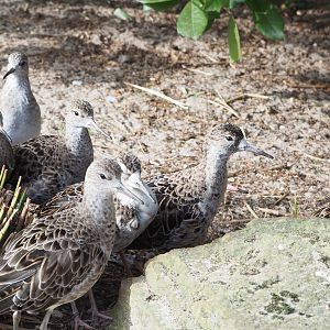 Ruffs (Calidris pugnax), 2022-03-16