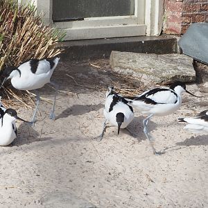 Pied avocets (Recurvirostra avosetta), 2022-03-16
