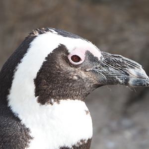 African penguin (Spheniscus demersus), 2022-03-16