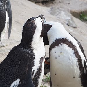 African penguins (Spheniscus demersus), 2022-03-16