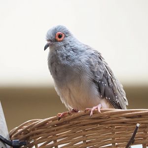 Diamond dove (Geopelia cuneata), 2022-03-16