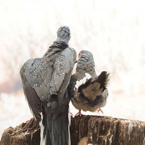 Diamond doves (Geopelia cuneata), 2022-03-16