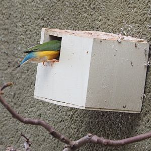 Gouldian finch (Chloebia gouldiae) entering nesting box, 2022-03-16