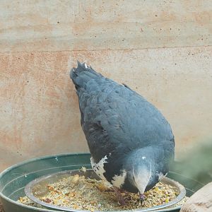 Wonga pigeon (Leucosarcia melanoleuca), 2022-03-16