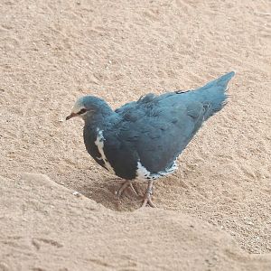 Wonga pigeon (Leucosarcia melanoleuca), 2022-03-16