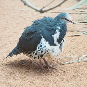 Wonga pigeon (Leucosarcia melanoleuca), 2022-03-16