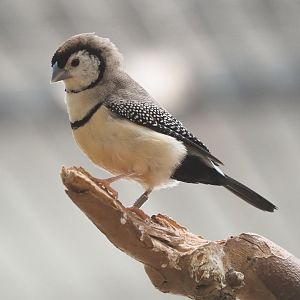Double-barred finch (Taeniopygia bichenovii), 2022-03-16