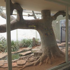 Australian indoor aviary, 2022-03-16