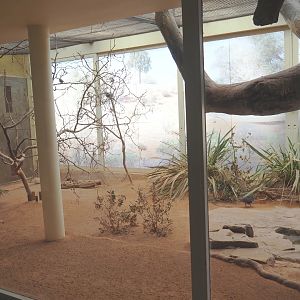 Australian indoor aviary, 2022-03-16