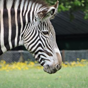 Grevy's Zebra