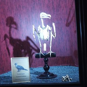 Dark Corridor bird natural history exhibition - Bearded vulture skeleton, 2022-03-16