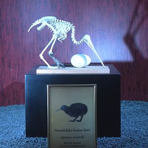 Dark Corridor bird natural history exhibition - Northern brown kiwi egg and skeleton, 2022-03-16