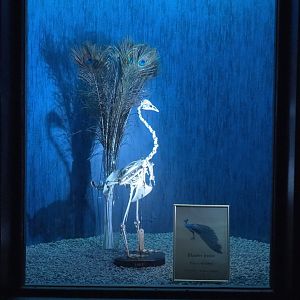 Dark Corridor bird natural history exhibition - Blue peafowl feathers and skeleton , 2022-03-16