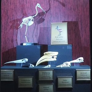 Dark Corridor bird natural history exhibition - Roseate spoonbill skeleton and bird skulls, 2022-03-16