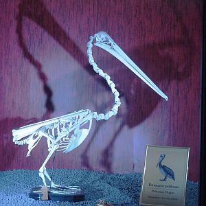 Dark Corridor bird natural history exhibition - Peruvian pelican skeleton, 2022-03-16