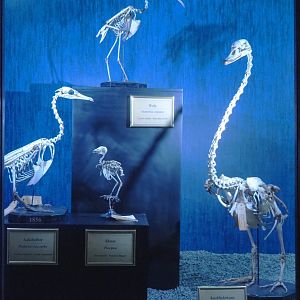 Dark Corridor bird natural history exhibition - Native bird skeletons, 2022-03-16