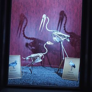 Dark Corridor bird natural history exhibition - White stork and Barnacle goose specimens, 2022-03-16