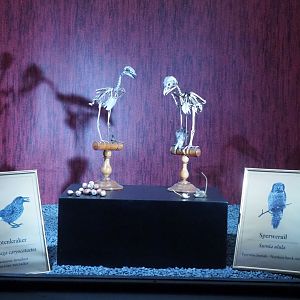 Dark Corridor bird natural history exhibition - Eurasian nutcracker and  Northern hawk owl skeletons, 2022-03-16