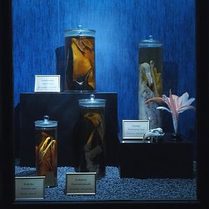 Dark Corridor bird natural history exhibition - Wet bird specimens, 2022-03-16