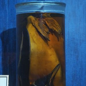 Dark Corridor bird natural history exhibition - Gentoo penguin wet specimen, 2022-03-16