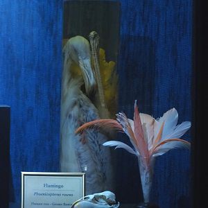 Dark Corridor bird natural history exhibition - Greater flamingo wet specimen, feathers and skull, 2022-03-16