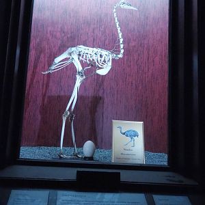 Dark Corridor bird natural history exhibition - Greater rhea skeleton, 2022-03-16