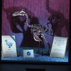 Dark Corridor bird natural history exhibition - Replica of a dodo skeleton, 2022-03-16