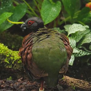 Female Crested wood partridge (Rollulus roulroul), 2022-03-16