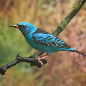 Blue dacnis (Dacnis cayana), 2022-03-16