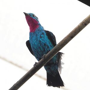 Spangled cotinga (Cotinga cayana), 2022-03-16