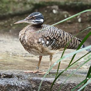 Sunbittern (Eurypyga helias), 2022-03-16