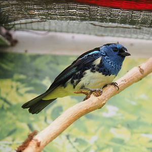 Turquoise tanager (Tangara mexicana mexicana), 2022-03-16