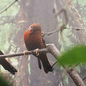 Red avadavat (Amandava amandava), 2022-03-16