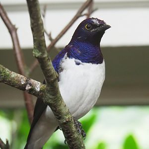 Amethyst starling (Cinnyricinclus leucogaster), 2022-03-16