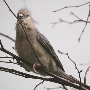 Blue-naped mousebird (Urocolius macrourus), 2022-03-16
