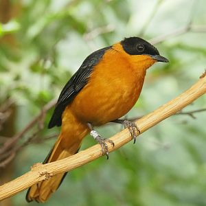 Snowy-crowned robin-chat (Cossypha niveicapilla), 2022-03-16