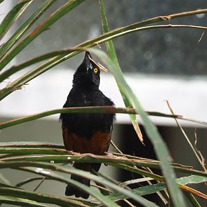 Chestnut-and-black weaver (Ploceus nigerrimus castaneofuscus), 2022-03-16