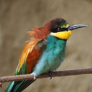 European bee-eater (Merops apiaster), 2022-03-16