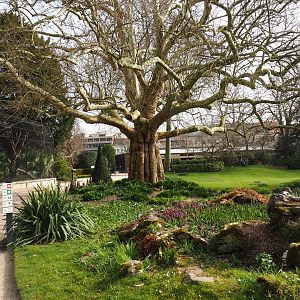 Park view with massive old London Plane tree, part of Bird House mixed outdoor aviaries and Great Ape House, 2022-03-16
