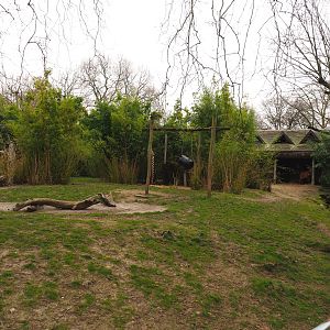 Mountain bongo paddock, 2022-03-16